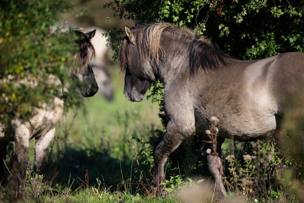 Konikpaarden, Oostvaardersplassen
