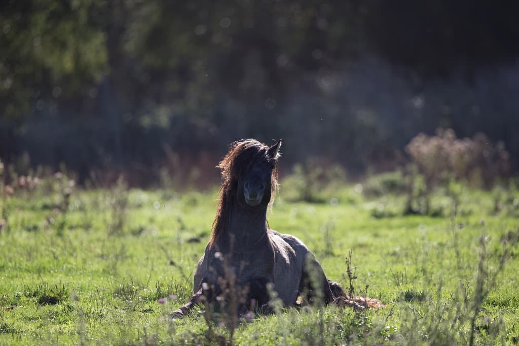 Relaxte konik