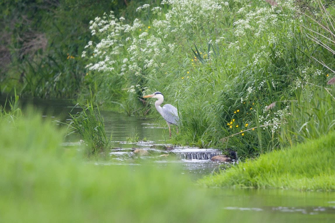 Blauwe reiger, voorjaar