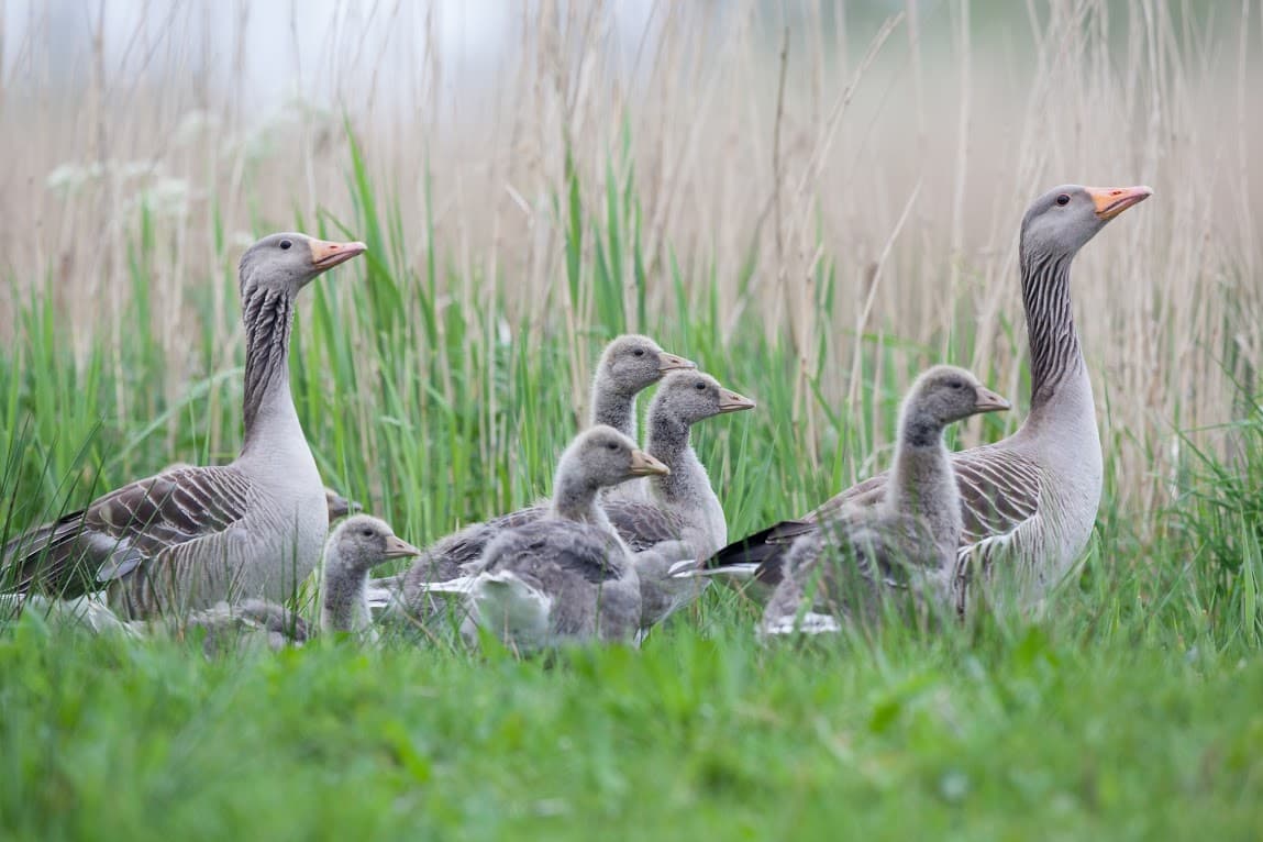 Grauwe gans