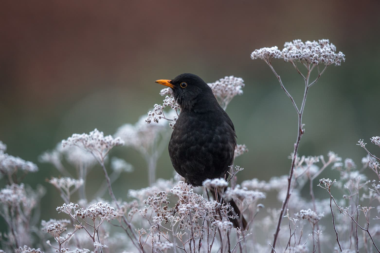 Merel, wintersfeer